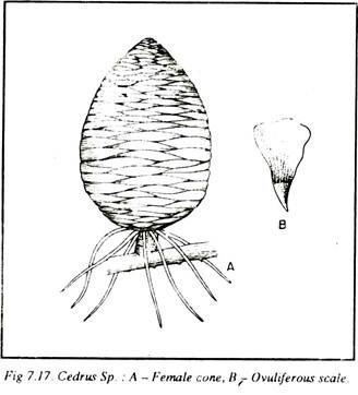 Cedrus Sp.