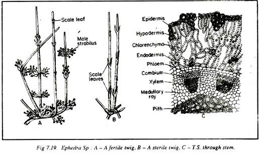 Ephedra Sp.