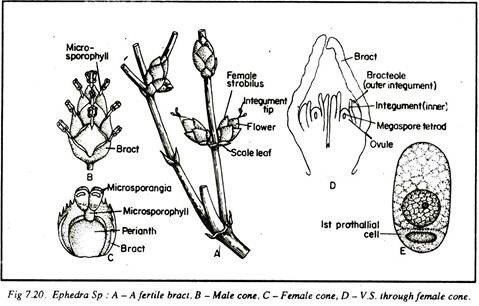 Ephedra Sp.