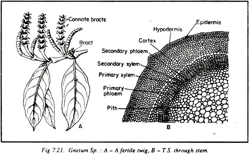 Gnetum Sp.