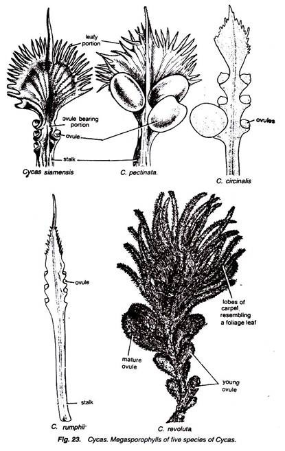 Cycas. Megasporophylls of Five Species of Cycas