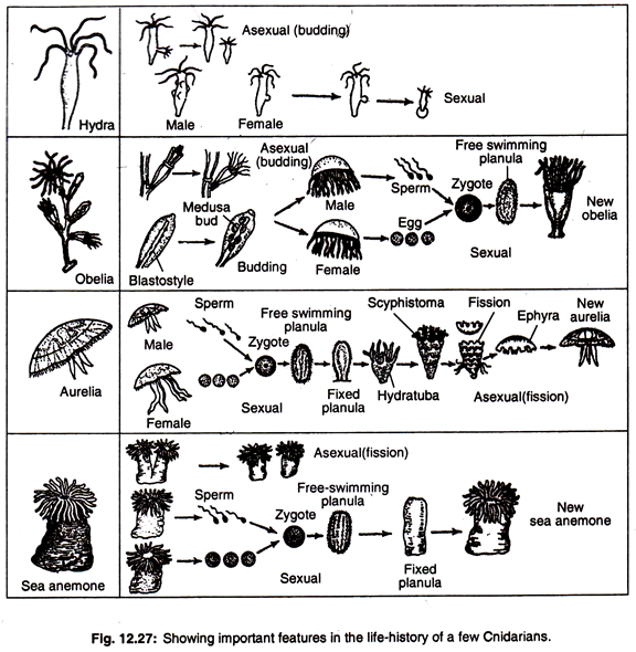 Showing Important Feature in Life-History of a few Cnidarians