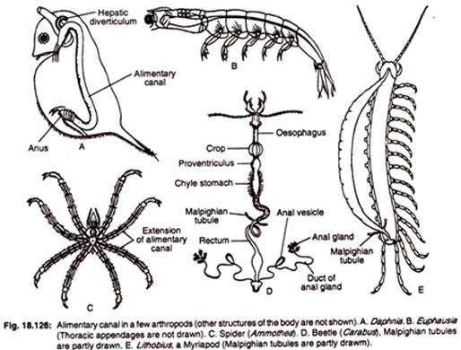 Alimentary Canal in a Few Arthopods