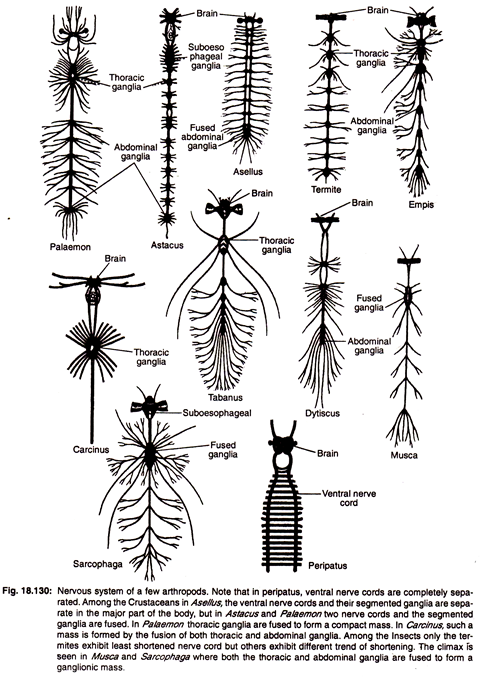 Nervous System of a Few Artpodos