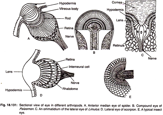 Sectional View of Eye in Different Arthopods