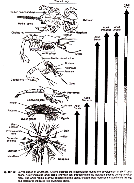 Larval Stages of Crustacea