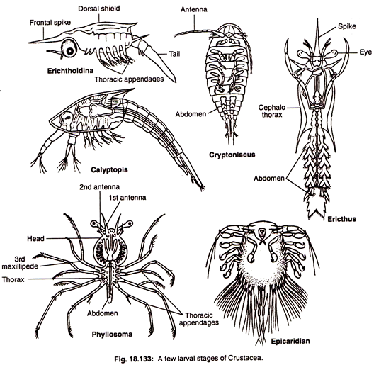 A few Larval Stages of Crustacea