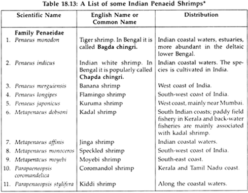 A List of Some Indian Penaeid Shrimps