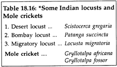 Some Indians Locusis and Mole Crickets