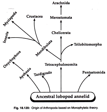 Origin of Arthropoda Based on Monophyletic Theory