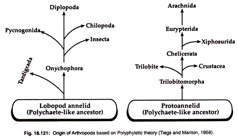 Origin of Arthropoda Based on Polyphyletic Theory