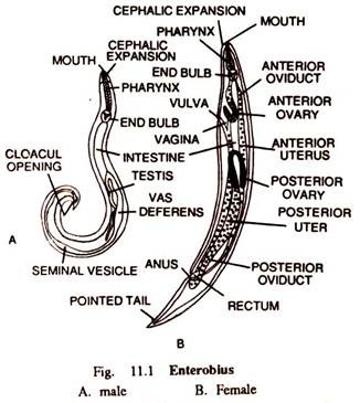 Enterobius 