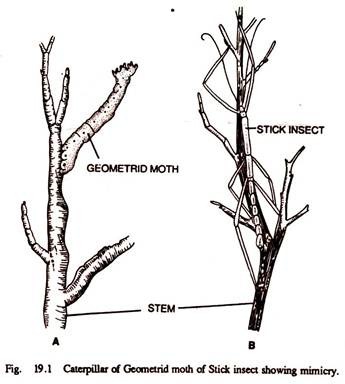 Caterpillar of Geometrid Moth of Stick Insect Showing Mimicry 