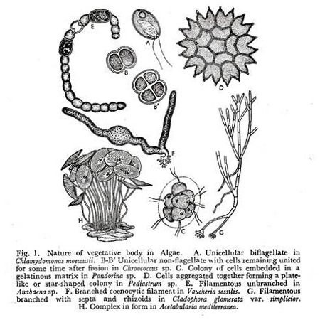 Nature of Vegetative Body in Algae