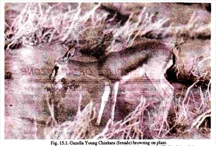 Gazelle young Chinkara