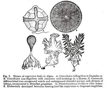 Nature of Vegetative Body in Algae