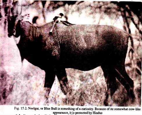 Neelgai or Blue Bull