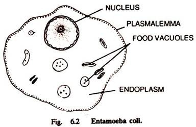 Entamoeba Coli 