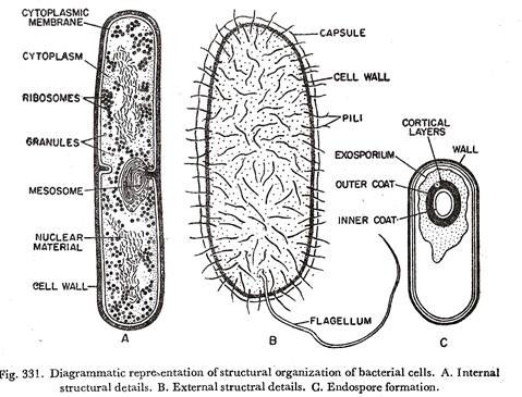 Structural organization of bacterial cells