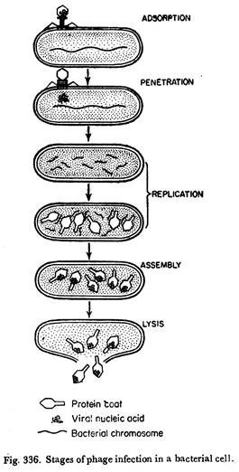 Stages of phage infection in a bacterial cell