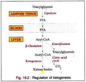 Regulation of Ketogenesis