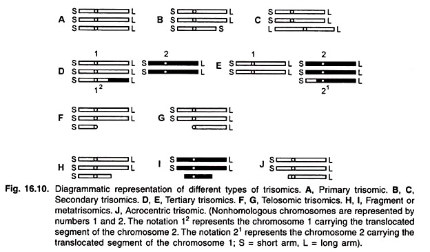 Different Types of Trisomics