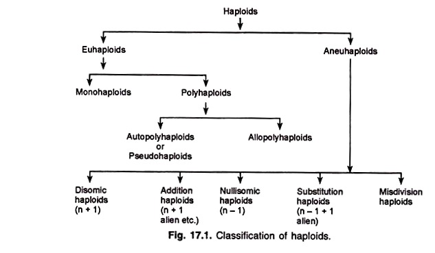 Classification on Haploids