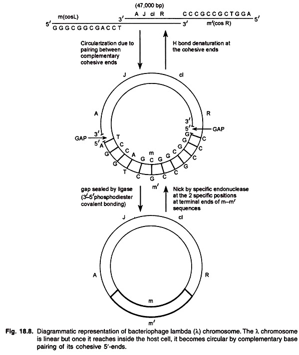 Bacteriophage Lambda Chromosome