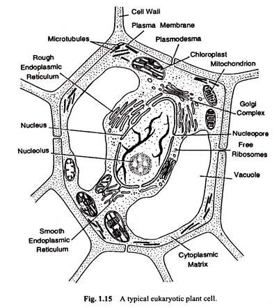 Typical Eukaryotic Plant Cell