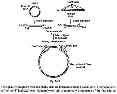 Foreign DNA Fragment