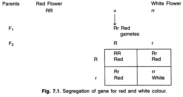 Segregation of Gene for Red and White Colour