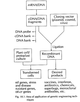 Area of Application of Genetic Engineering Techniques