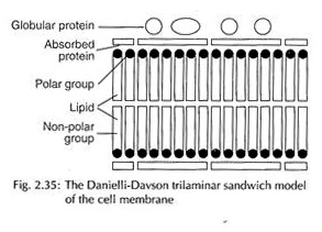 Danielli-Davson Trilaminar Sandwich Model of the Cell Membrane