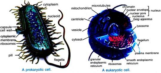 Prokaryotic and eukaryotic Cell