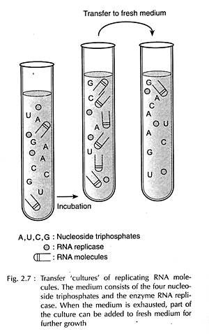 Transfer 'Cultures' of Replicating RNA Molecules