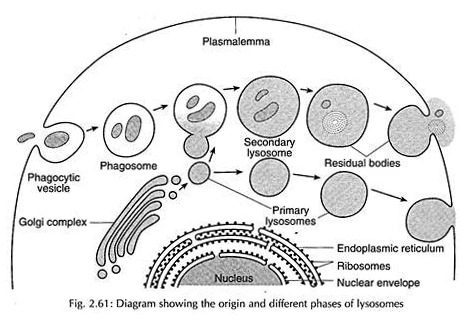 Origin and Different Phases of Lyosomes