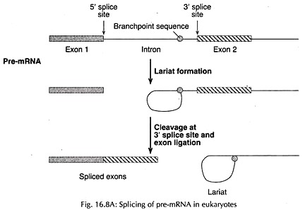 Splicing a pre-mRNA in Eukaryotes