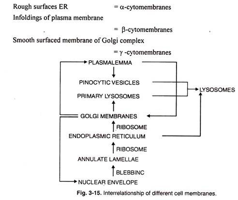 Interrelationship of different Cell Membranes