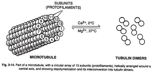 Part of a Microtubule