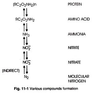 Various Compounds Formation