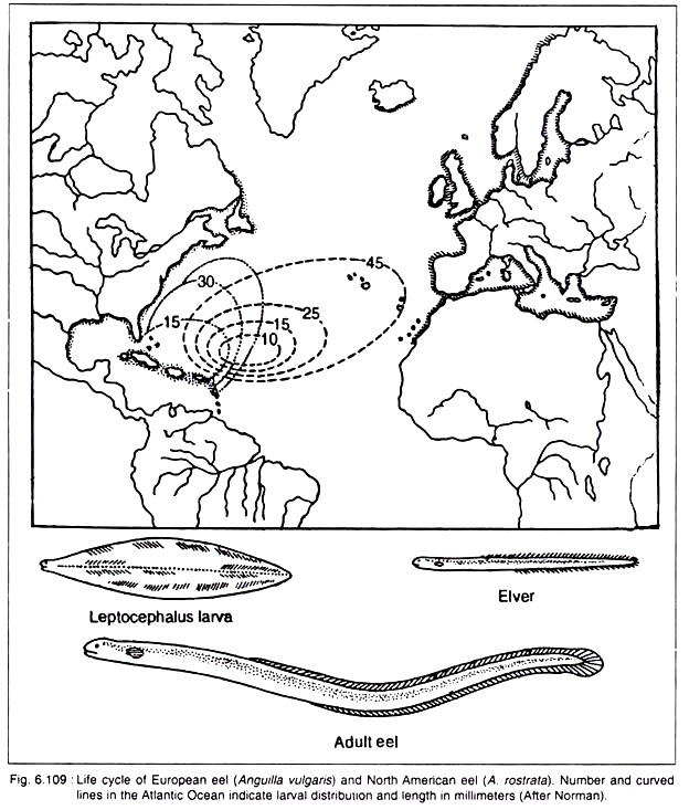 Life Cycle of European Eel and North America Eel