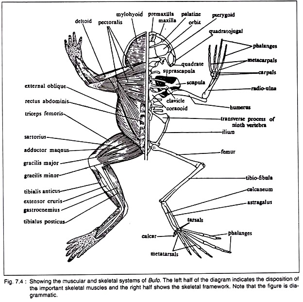 Muscular and Skeletal Systems of Bufo