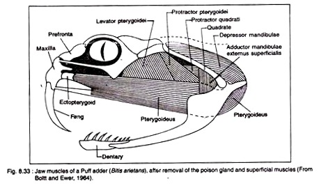 Jaw Muscles