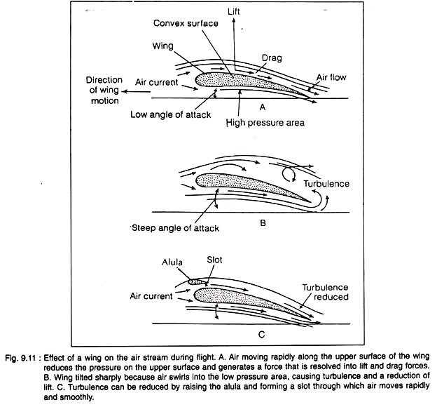 Effect of a Wing on the Air Stream During Flight