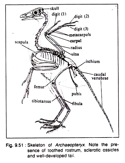 Skeleton of Archaeopteryx