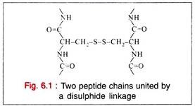 Two Peptide Chains United by a Disulphide Linkage