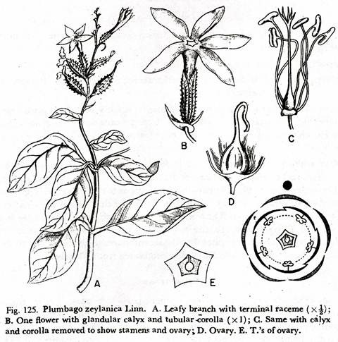 Plumbago Zeylanica Linn