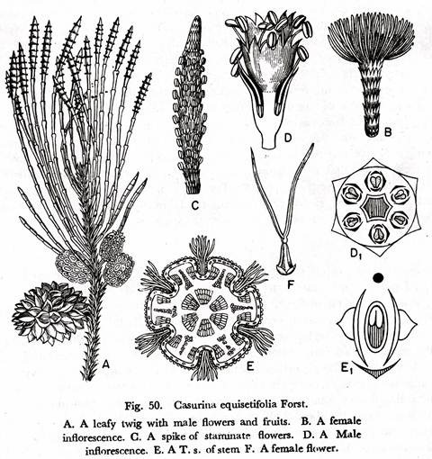 Casurina Equisetifolia Forst