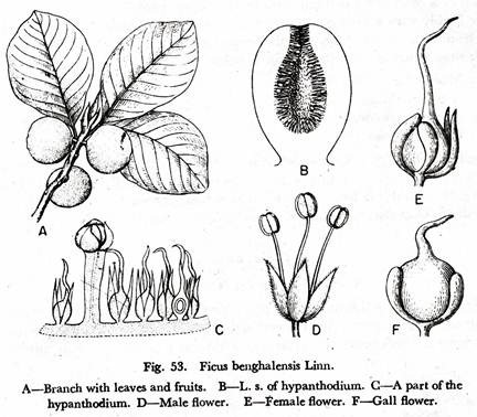 Ficus Benghalensis