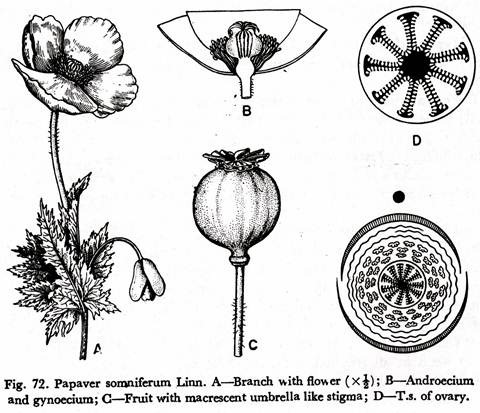 Papaver Somniferum